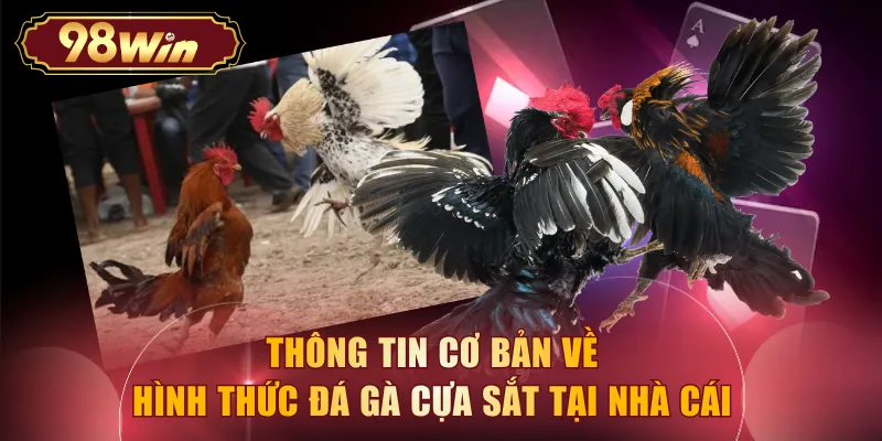 Thông tin cơ bản về hình thức đá gà cựa sắt tại nhà cái